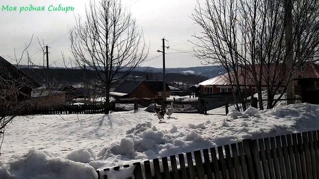 Петухи дерутся в стайке! Что делать? смотреть онлайн