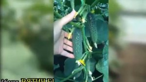 Огурец ВЯТИЧ F1