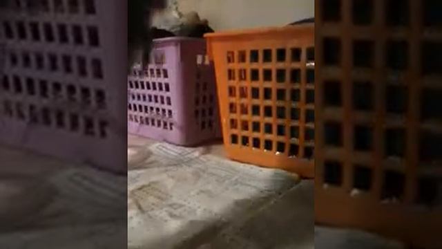 Как сделать причёску для пони?!☆| Как сделать волосы пони мягкими и сияющими?!☆ смотреть онлайн