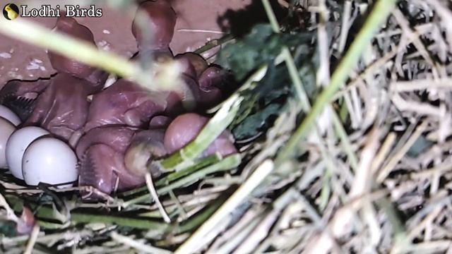 Fawn Java Best Progress Of This Year | Urdu/Hindi | Lodhi Birds смотреть онлайн