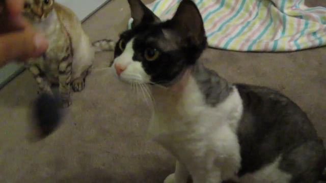 Devon Rex Mouse Killer смотреть онлайн