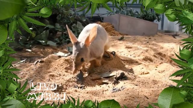 УЧИМ ЖИВОТНЫХ АВСТРАЛИИ) смотреть онлайн