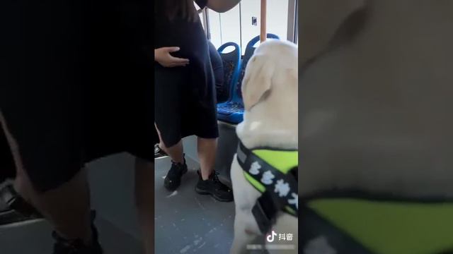 Добро это главная черта собаки смотреть онлайн