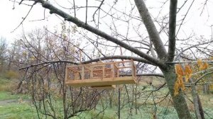 Ловля диких певчих птиц,без манка птицы.Второй выход!