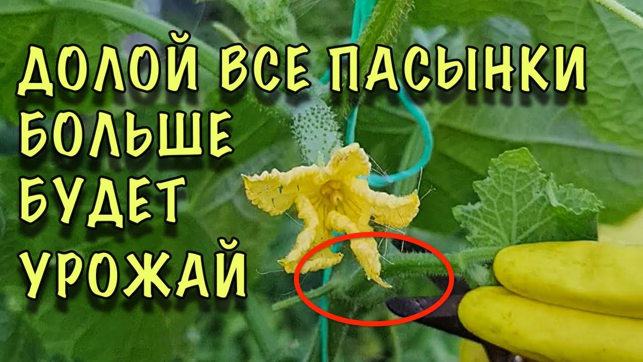 Огурцы формирую в ОДИН СТЕБЕЛЬ, плодоносят КАК БЕШЕНЫЕ! #Shorts смотреть онлайн