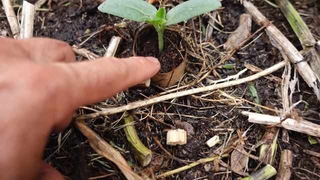 ?Secretos para el Cultivo de Zapallos, Melones, Sandías... смотреть онлайн