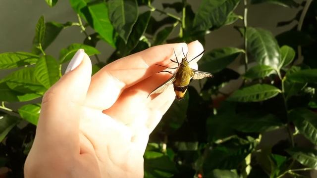 Кофейная шмелевидка ? Cephonodes hylas смотреть онлайн