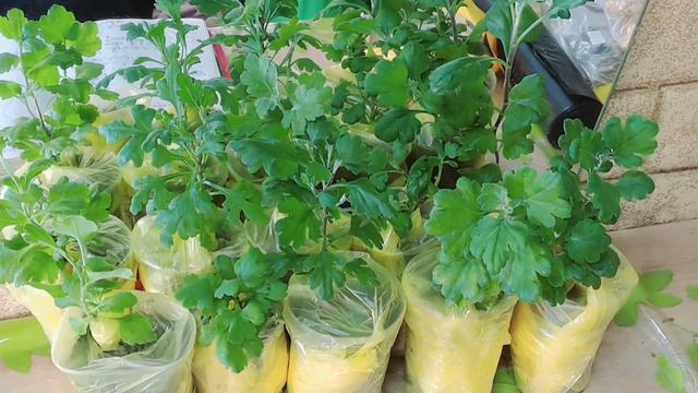 ВСТРЕЧАЙТЕ ПОСЫЛКИ С ВАШИМИ ЗАКАЗАМИ. ЧЕРЕНКИ ХРИЗАНТЕМЫ И МНОГОЕ ДРУГОЕ. смотреть онлайн