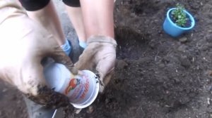 Высаживаем рассаду лобелии в открытый грунт , на постоянное место