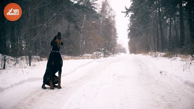 DOBERMAN PINSCHER - Unleashing the True Nature of the Breed 101 смотреть онлайн