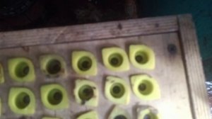 Вывод маток , для начинающих самый лёгкий вариант