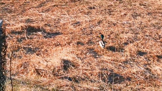 Подсадные утки и зятёк:) Весна 2022 смотреть онлайн