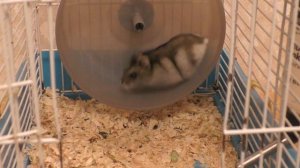 Как выбрать колесо для хомяка | Хомяк в колесе