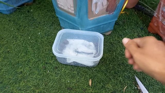 Tips to propagate orchids super fast thanks to aloe plants смотреть онлайн