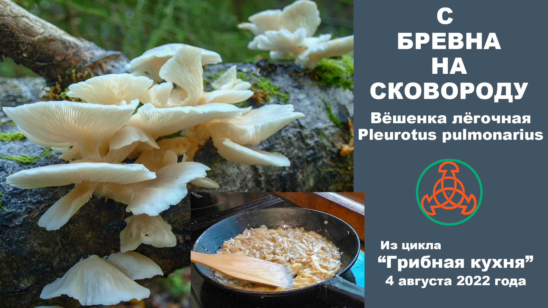 С бревна на сковороду. Вёшенка лёгочная - Pleurotus pulmonarius . Грибная кухня. 4.08. 2022 года смотреть онлайн