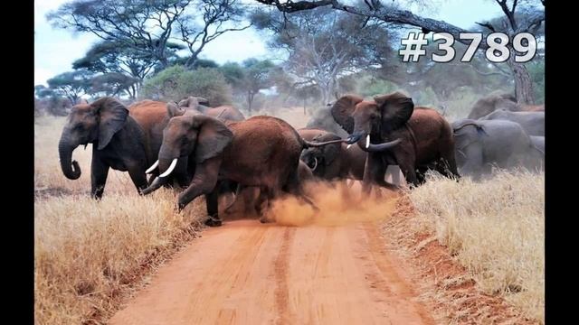 #3789. Слоны (В мире животных)