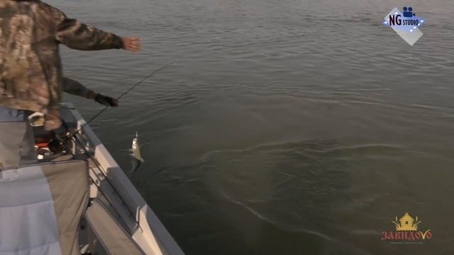 #Рыбалка на базе "Завидово". смотреть онлайн