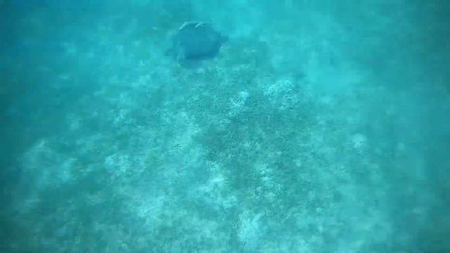 Красное море, черепаха. смотреть онлайн