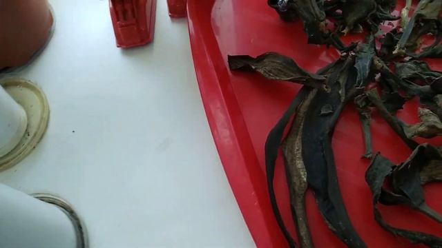 ДОБАВЬТЕ ЭТО В ЗЕМЛЮ-ЦВЕТЫ ВСЮ ЗИМУ ЦВЕТУТ смотреть онлайн