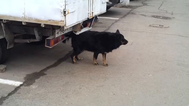 Собака спину чесака смотреть онлайн