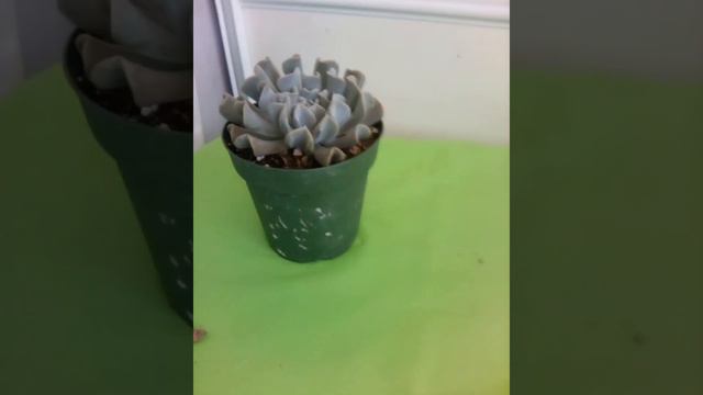 Aprende a cuidar esta Echeveria. ¡LA GUÍA DEFINITIVA! #plantas#suculentas#youtube#papáplantil#foryo смотреть онлайн