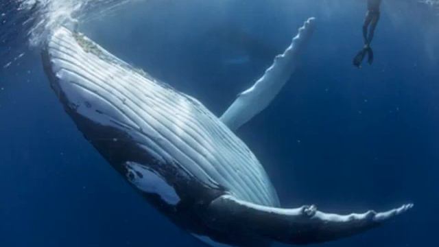 Очень красивые релаксы*Ocean Pearl relaxing music смотреть онлайн