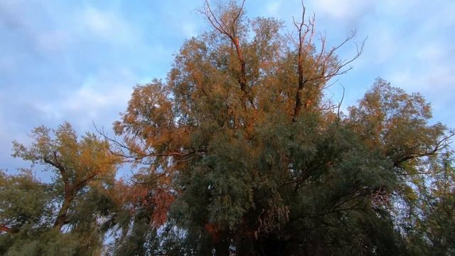 Закат в Сентябре 2,7к 60fps. Вечерний футаж. Вечерняя природа. Луга на закате. смотреть онлайн