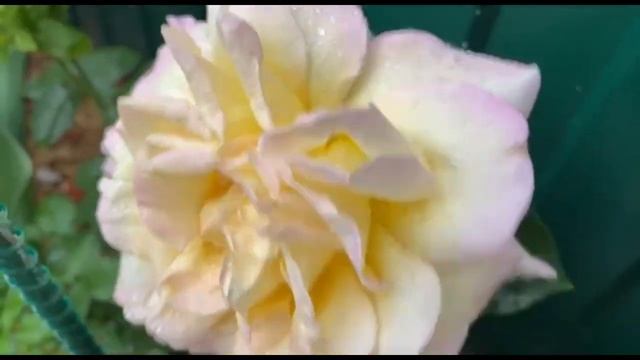 Как я высаживаю розы в кашпо! Навожу порядок в горшечном садике. смотреть онлайн