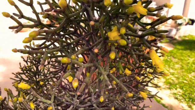 Cactos - Rhipsalis Hatiora Salicornioides: Como plantar e Cuidar смотреть онлайн