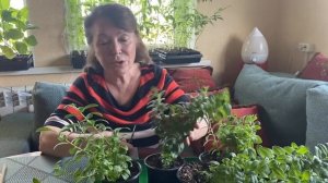 Прищипывание и черенкование Калибрахоа!