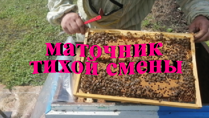 Маточник тихой смены. Пчелы сами меняют матку смотреть онлайн