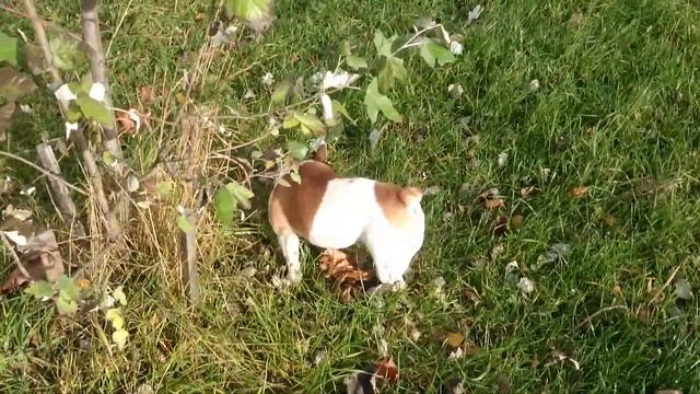 Покупаем щенка или французский бульдог мутант!