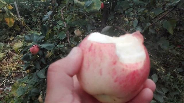 ЯБЛОНЯ ПОЗДНЕЛЕТНЯЯ СОРТ ЮБИЛЯР (РФ) /// ТРИПЛОИДНЫЙ СОРТ ЯБЛОНИ смотреть онлайн