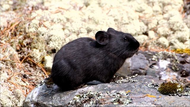 Алтайская пищуха смотреть онлайн