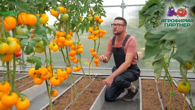 Необыкновенно вкусный томат Азоюшка смотреть онлайн