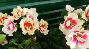 Роза Eye of the Tiger