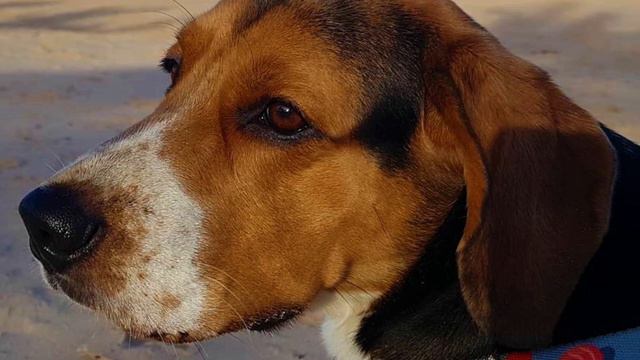Beagle Harrier - TOP 10 Interesting Facts