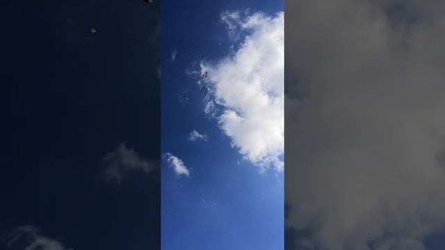 голуби г. Губкин Белгородская обл смотреть онлайн