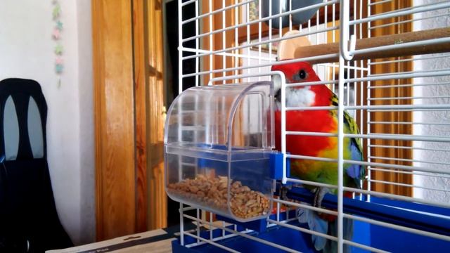 Rosella Parrot Eating Grain.  Розелла пёстрая.
