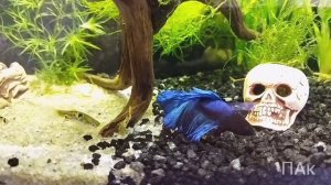 Петушок и гуппи живут вместе.