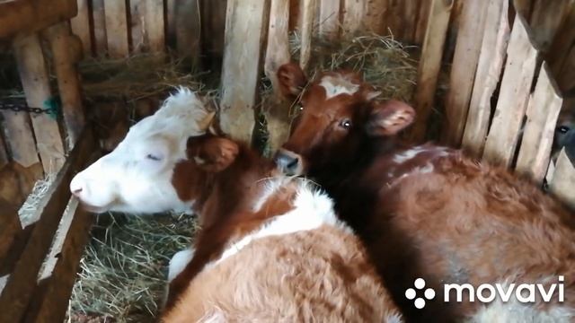 НЕ БЫВАЕТ НА БОЛЬШОМ ХОЗЯЙСТВЕ БЕЗ ПРОБЛЕМ!УТРЕННИЙ ОБХОД И НОВОСТИ! смотреть онлайн