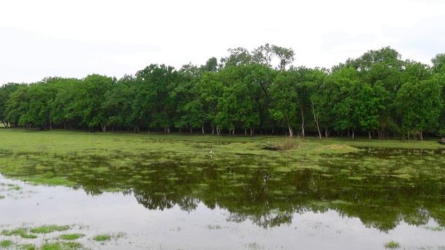Гармония дикой природы: кваканье лягушек и пение птиц в водно-болотных угодьях смотреть онлайн