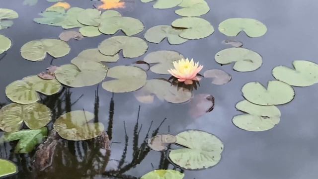 Дачный пруд свой пруд черепаха Годзилла в пруду смотреть онлайн