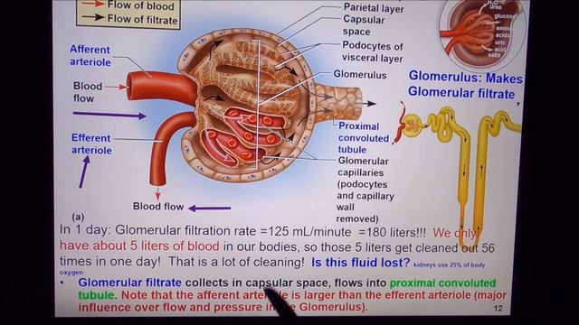A&P2 lecture 9, Urinary system part 1 смотреть онлайн