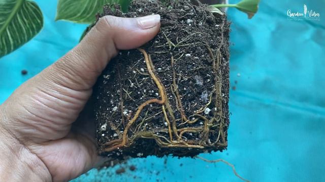 How to get rid of Brown Leaf Tips on Indoor Plants | Brown Leaf Tips Reasons & Solutions смотреть онлайн