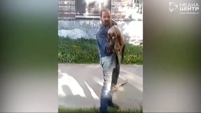Мужчина в Вологде выгуливает питона смотреть онлайн