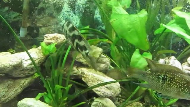 Хаплохромис ливингстона содержание, разведение в аквариуме. Цихлиды Малави. смотреть онлайн