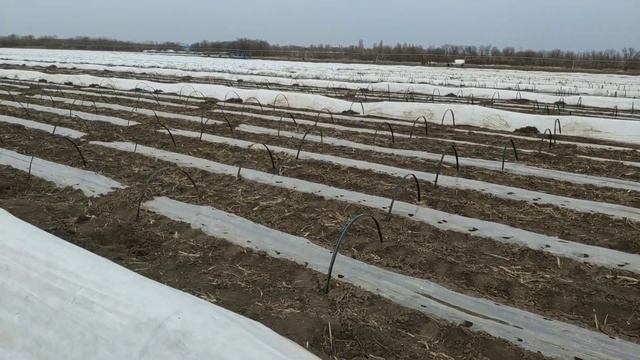 Ранняя капуста посажена в тоннели из пленки и агроспана. смотреть онлайн