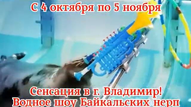 Нерпинарий смотреть онлайн