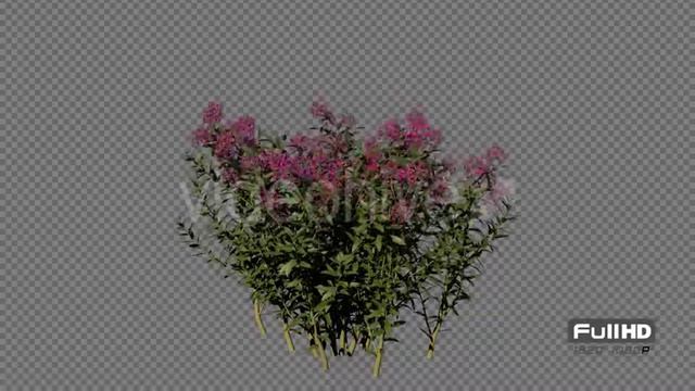 Growing Verbana Flowers | Motion Graphics - Videohive template смотреть онлайн